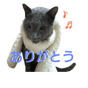 Russian Blue Cat AZUKI!!