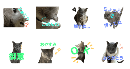 Russian Blue Cat AZUKI!!