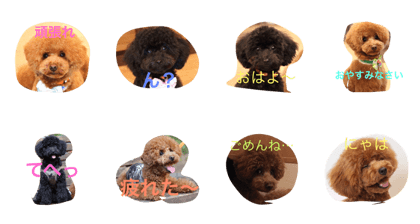 dog.vivi.noko