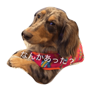 Cookie's photo