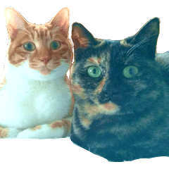 Cats in my house!2