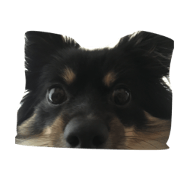 kosuke chihuahua stamp