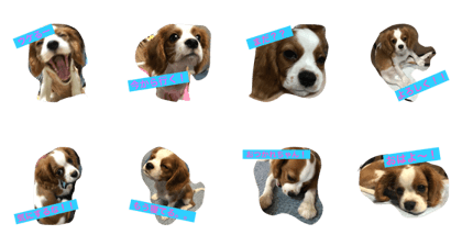 MaxTalk