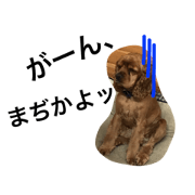 cute dog slow life