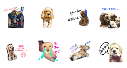 cute dog slow life