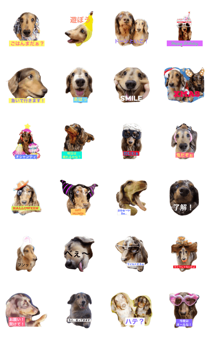 miniaturdachshund