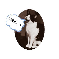 ハチワレ鍵しっぽ - LINE スタンプ | LINE STORE