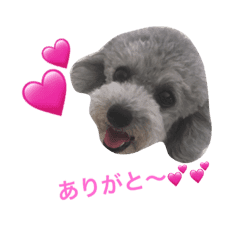 トイプードルシルバーちゃい君 Line スタンプ Line Store トイプードルシルバーちゃい君 Line スタンプ Line Store