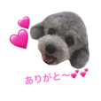 トイプードル シルバーちゃい Line スタンプ Line Store