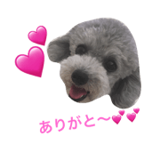 toypoodlesilver chai