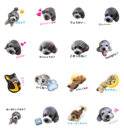 toypoodlesilver chai