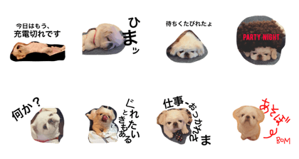 dogs slow life