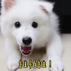 賴東東狐狸犬的動態貼圖