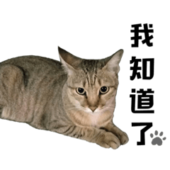 貓貓catsMeow貓咪