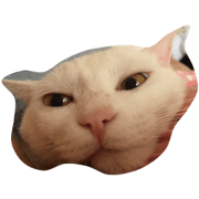 my sweet cats face