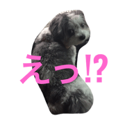 cute kuu