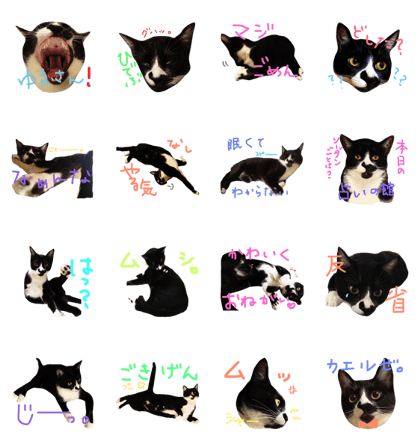 Iwashi-chan