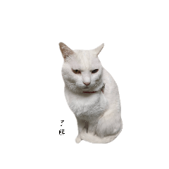 TeNeKo2