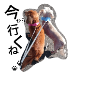 Miniature Dachshund   everyday stamp