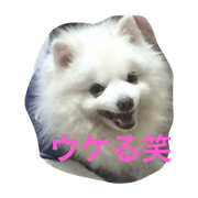 SMAILE dog