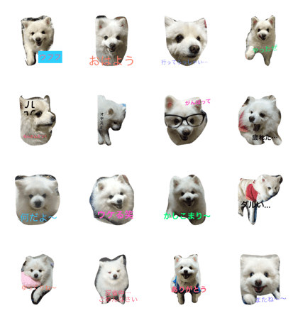 SMAILE dog