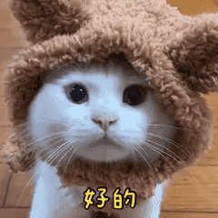 賴發發曼斥肯混布偶貓的動態貼圖