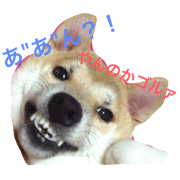 shibainuSORAkun