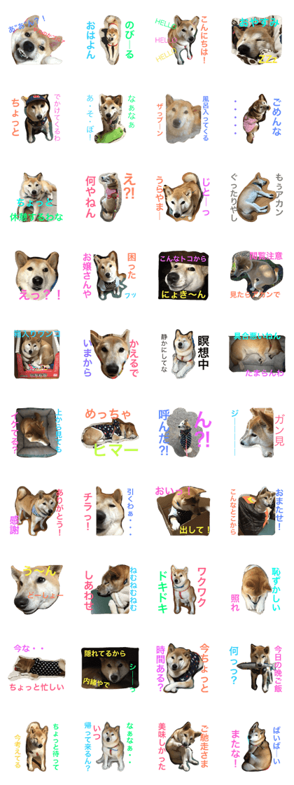 shibainuSORAkun