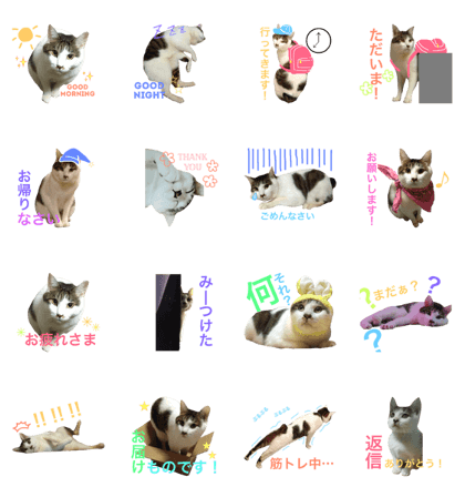 cat of azusa 2