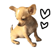 Asian dog boss