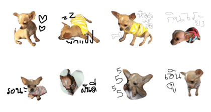 Asian dog boss
