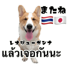 corgi gabu Thai  Japanese