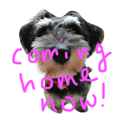 Jiji Schnauzer