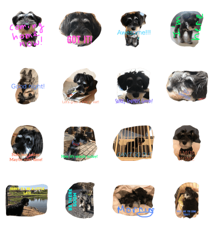 Jiji Schnauzer