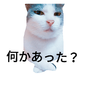 huumaro