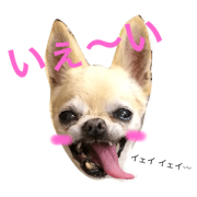 chihuahuanolala