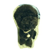 chocolate Lamigo