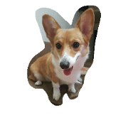 corgi milu1