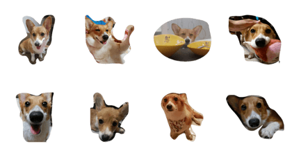 corgi milu1