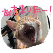 kinakono