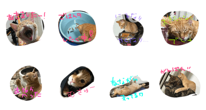 kinakono