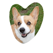 corgi momo