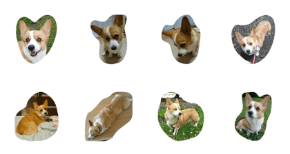 corgi momo