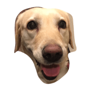 Loveco the retriever