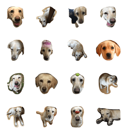 Loveco the retriever