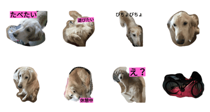 Honoko Golden