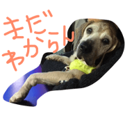 kawanishi:hiro