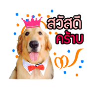 Auto Goldenretriver