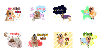 Auto Goldenretriver