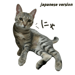 Fat Cat Pi  -  Japanese Version